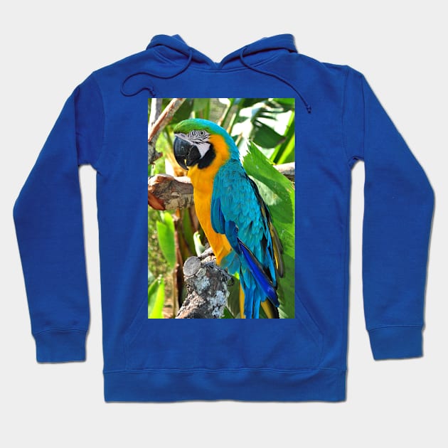 Macaw Parrot Yellow And Blue Bird Hoodie by AndyEvansPhotos